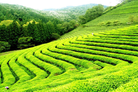 Darjeeling travel package